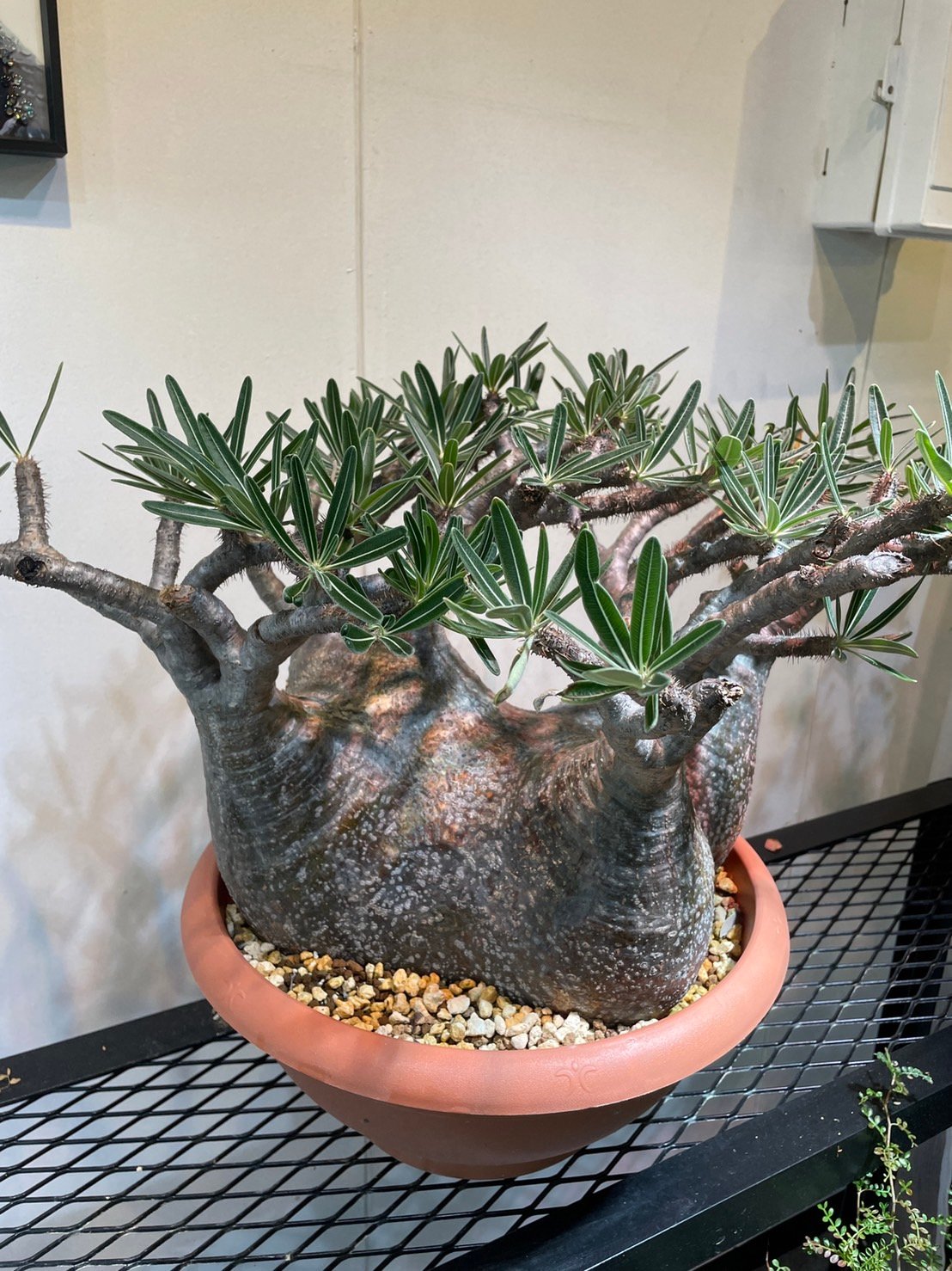 パキポディウム グラキリス 多頭特大株 | R_Plants.ONLINE