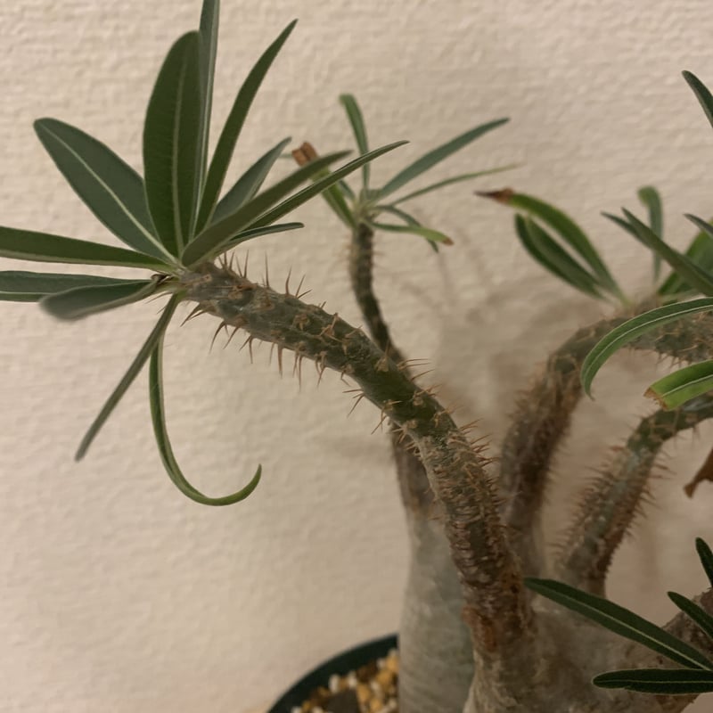 アウトレット】パキポディウム グラキリス 多頭株 | R_Plants.ONLINE