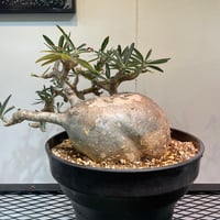 R_Plants.ONLINE R_Plants.ONLINE