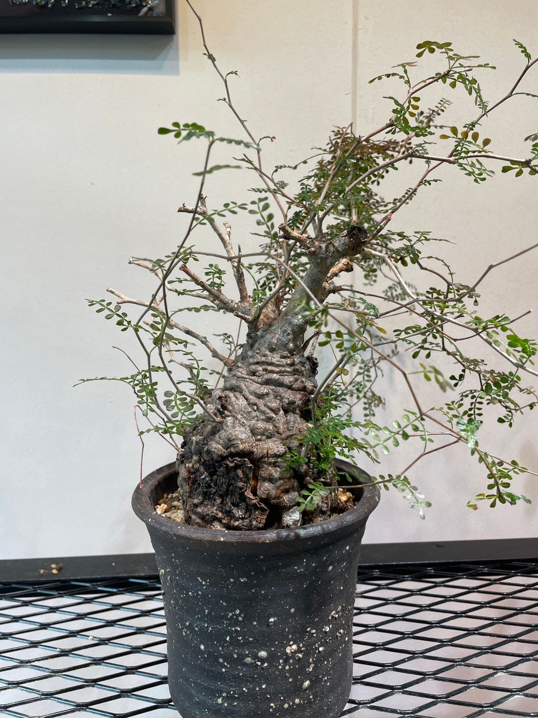 オペルクリカリア パキプス 巨大パワータンク 抜き苗 塊根植物】オペル