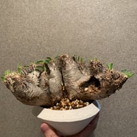 パキポディウム グラキリス 多頭特大株 | R_Plants.ONLINE