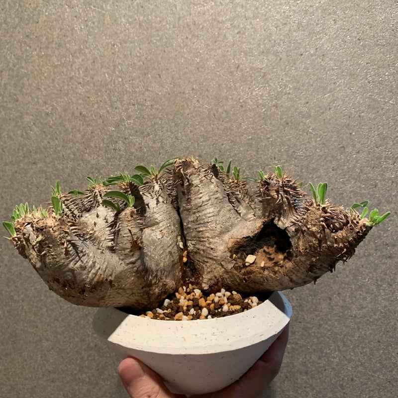 パキポディウム デンシフローラム | R_Plants.ONLINE