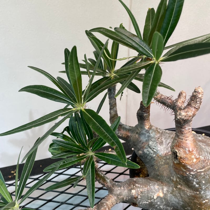 パキポディウム グラキリス | R_Plants.ONLINE