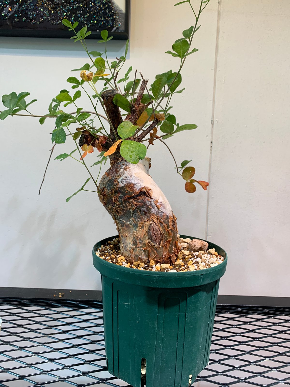 コミフォラ・オルビクラリス | R_Plants.ONLINE