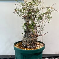 アウトレット】パキポディウム グラキリス 多頭株 | R_Plants