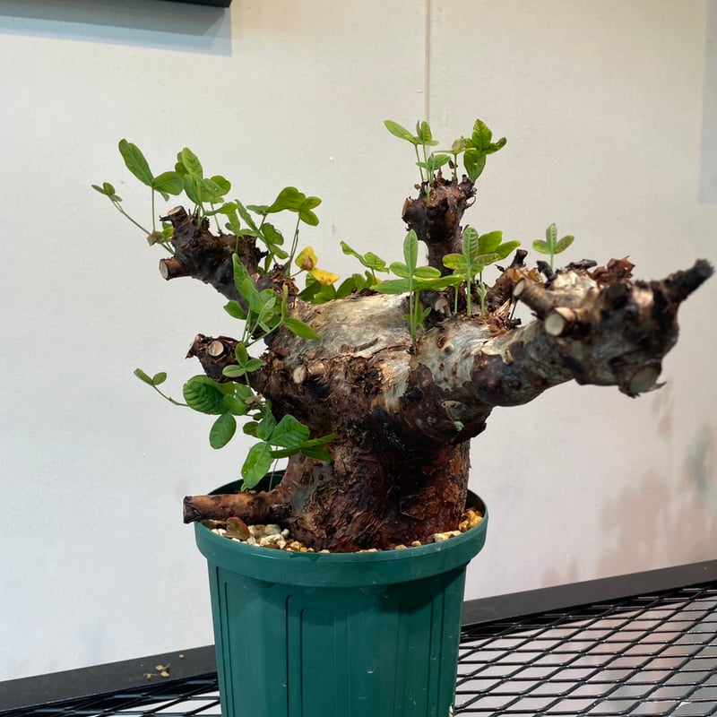 コミフォラ・オルビクラリス | R_Plants.ONLINE