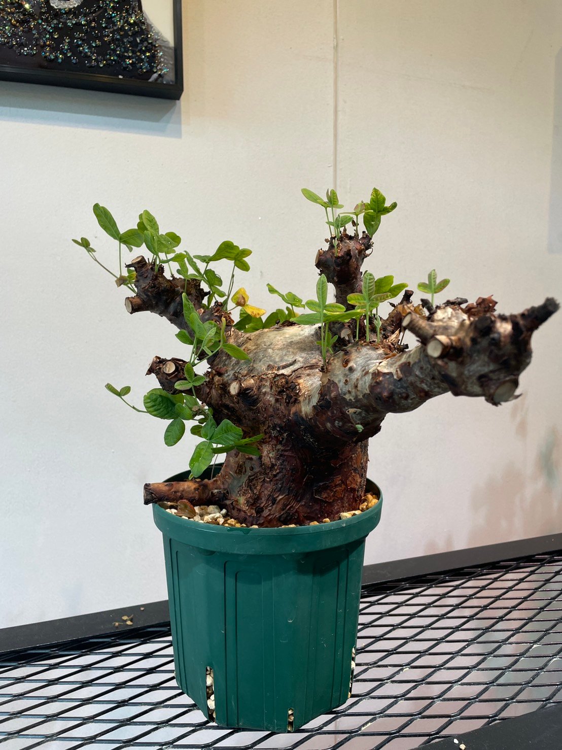 コミフォラ・オルビクラリス | R_Plants.ONLINE