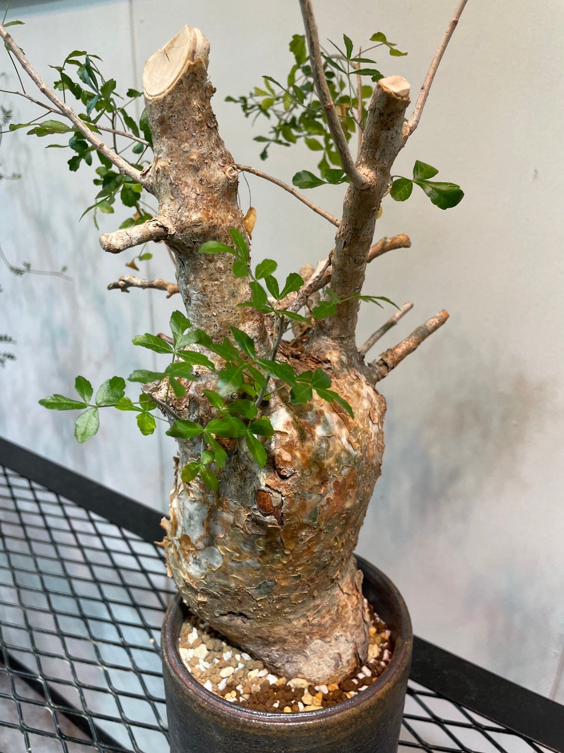 コミフォラ・フンベルティ | R_Plants.ONLINE