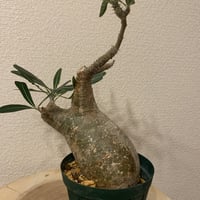 パキポディウム グラキリス 特大株 | R_Plants.ONLINE