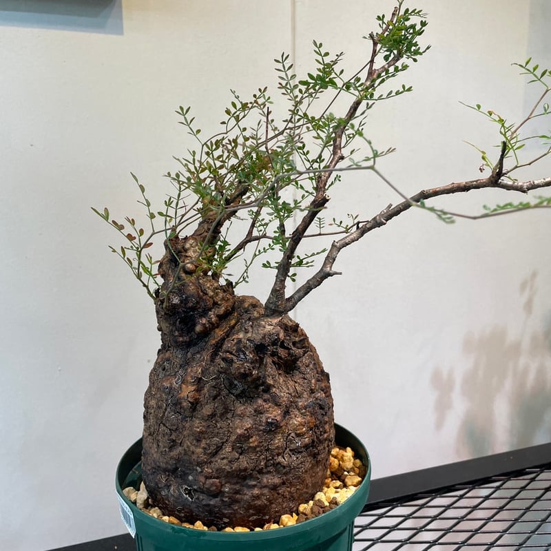 オペルクリカリア・パキプス | R_Plants.ONLINE