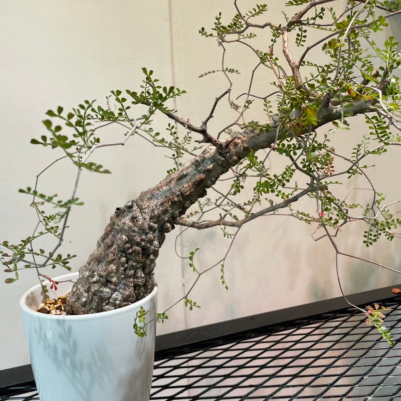 オペルクリカリア・パキプス 大特価株 | R_Plants.ONLINE