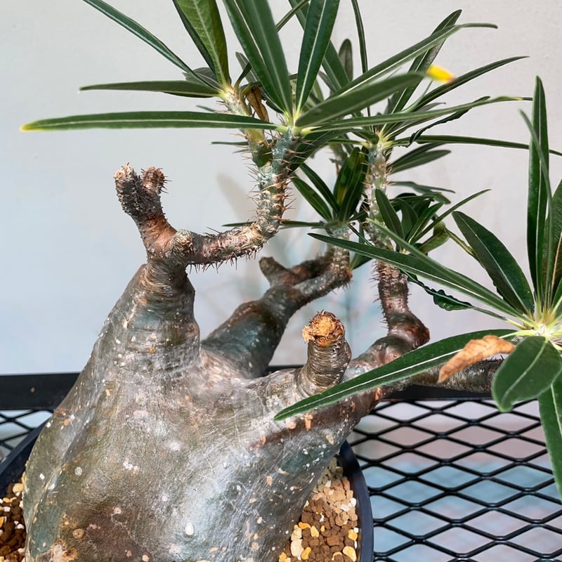 パキポディウム グラキリス | R_Plants.ONLINE