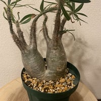 パキポディウム グラキリス 特大株 | R_Plants.ONLINE