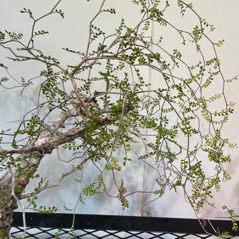 オペルクリカリア・パキプス 大特価株 | R_Plants.ONLINE