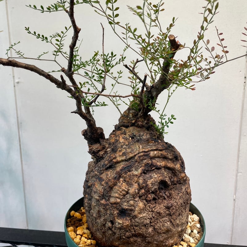 オペルクリカリア・パキプス | R_Plants.ONLINE