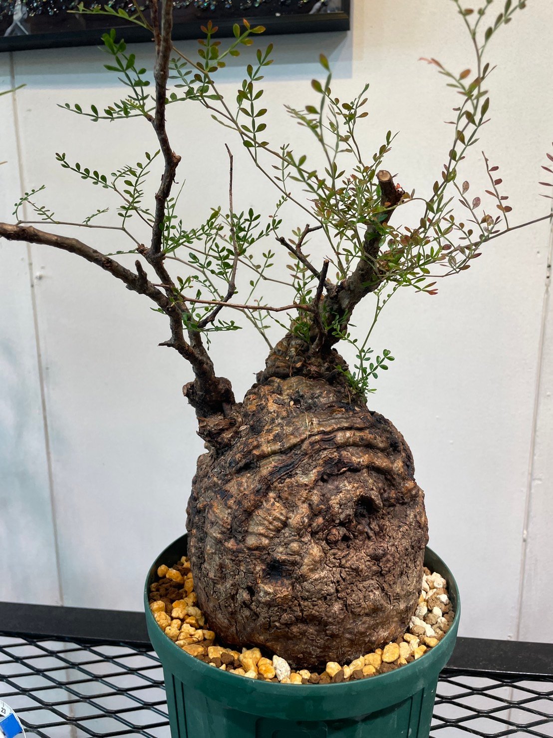 N/OH ノウ 澪標 SSサイズ 陶器鉢 植木鉢 インドアグリーン上級者も唸る「N/OH（ノウ）」の植木鉢