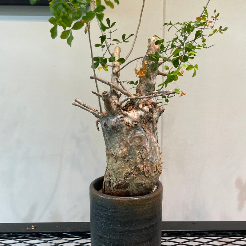コミフォラ・フンベルティ | R_Plants.ONLINE