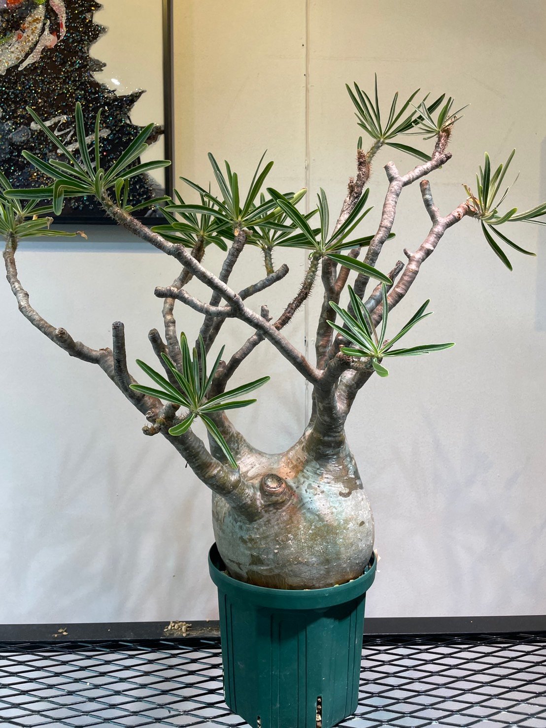 パキポディウム グラキリス 大株 | R_Plants.ONLINE