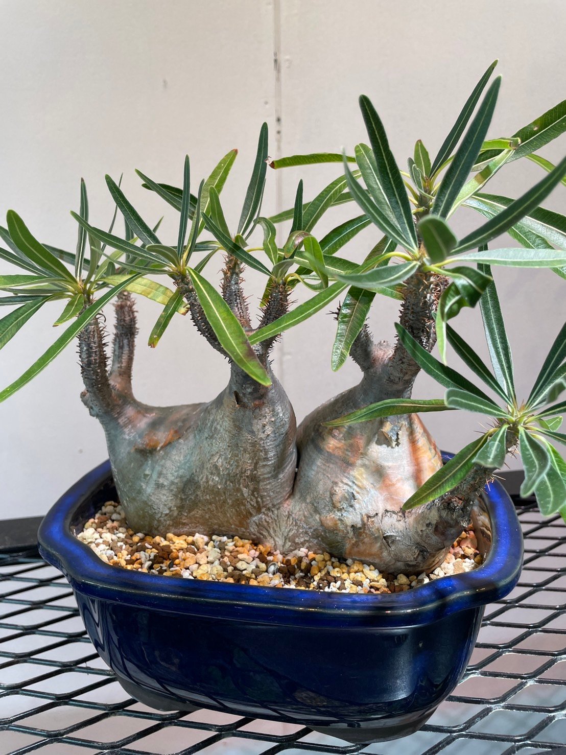 パキポディウム グラキリス 多頭株 | R_Plants.ONLINE パキポディウム グラキリス 多頭株 | R_Plants.ONLINE