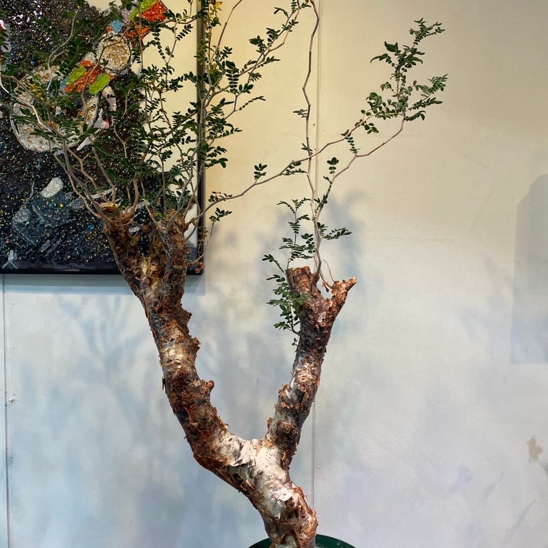 特大 大株 灌木系 塊根植物コミフォラ モンストローサ 特大 コミフォラ・モンストローサ コーデックス 塊根植物