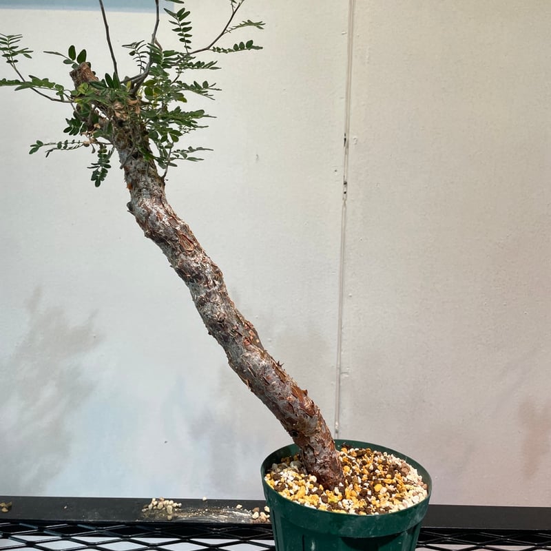 コミフォラ・モンストローサ | R_Plants.ONLINE