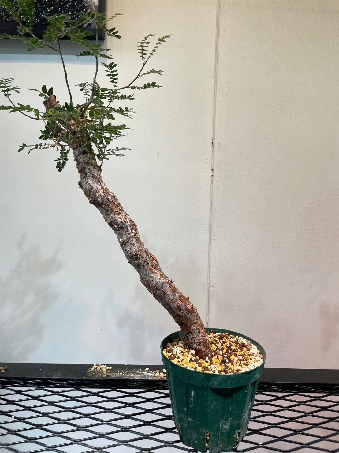 コミフォラ・モンストローサ | R_Plants.ONLINE
