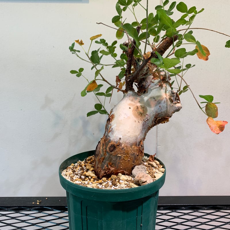 コミフォラ・オルビクラリス | R_Plants.ONLINE