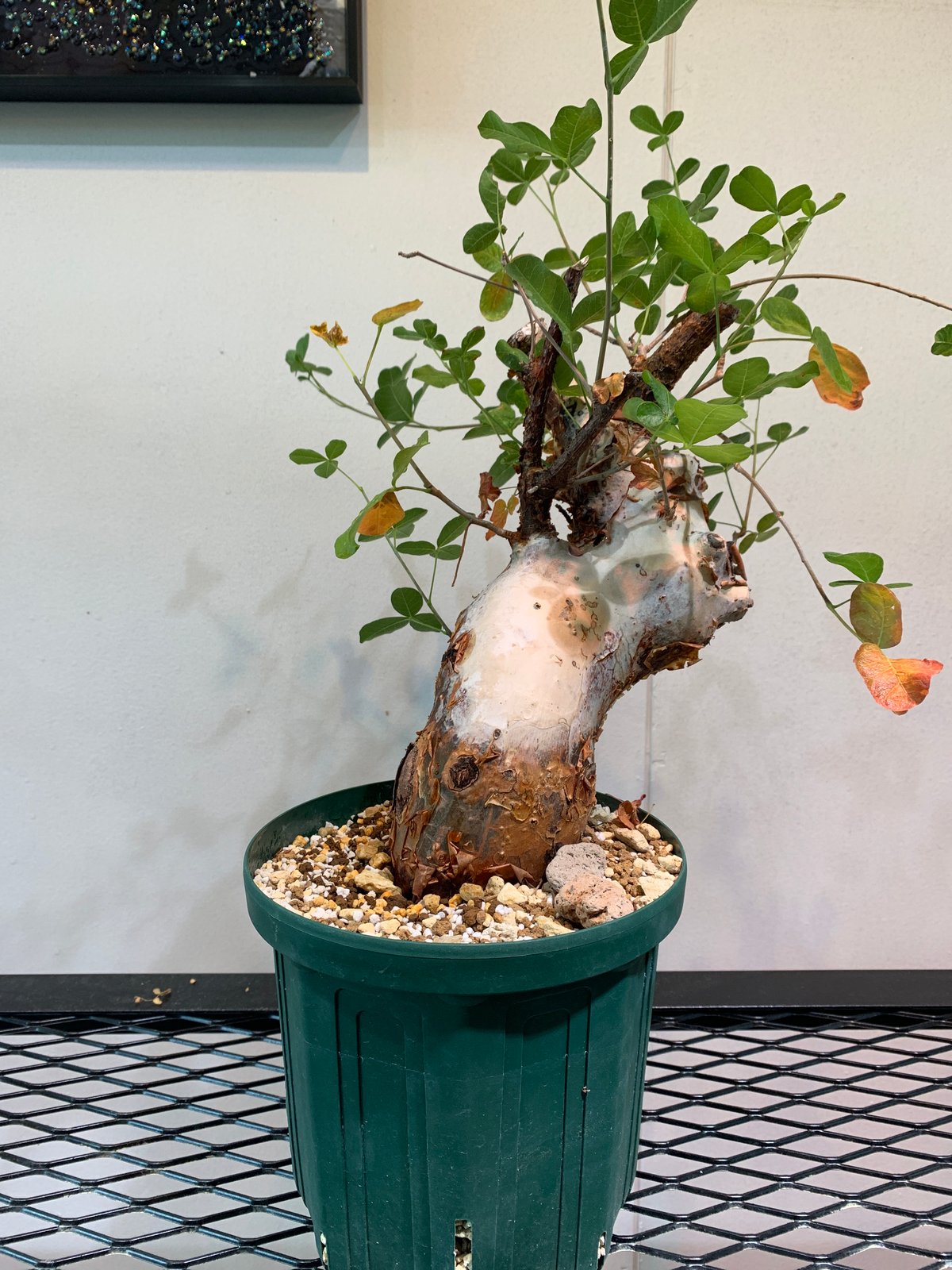 コミフォラ・オルビクラリス | R_Plants.ONLINE