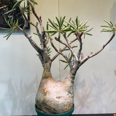 R_Plants.ONLINE R_Plants.ONLINE