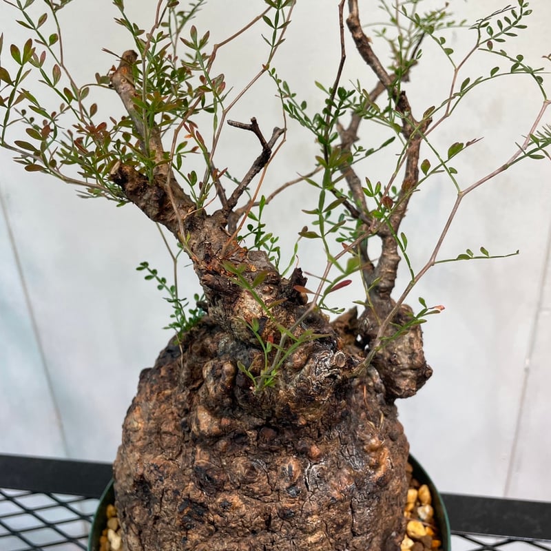 オペルクリカリア・パキプス | R_Plants.ONLINE