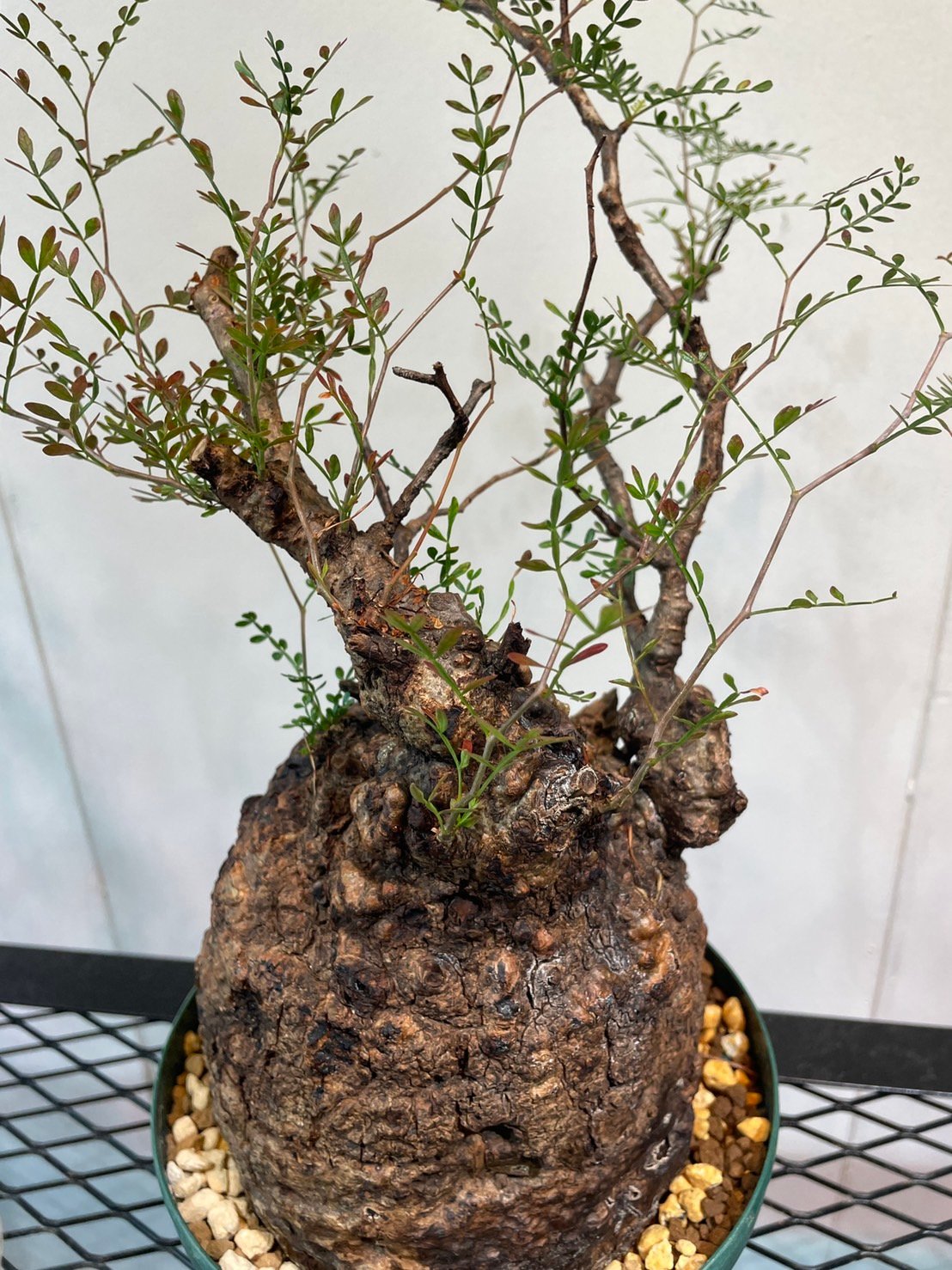 オペルクリカリア・パキプス | R_Plants.ONLINE