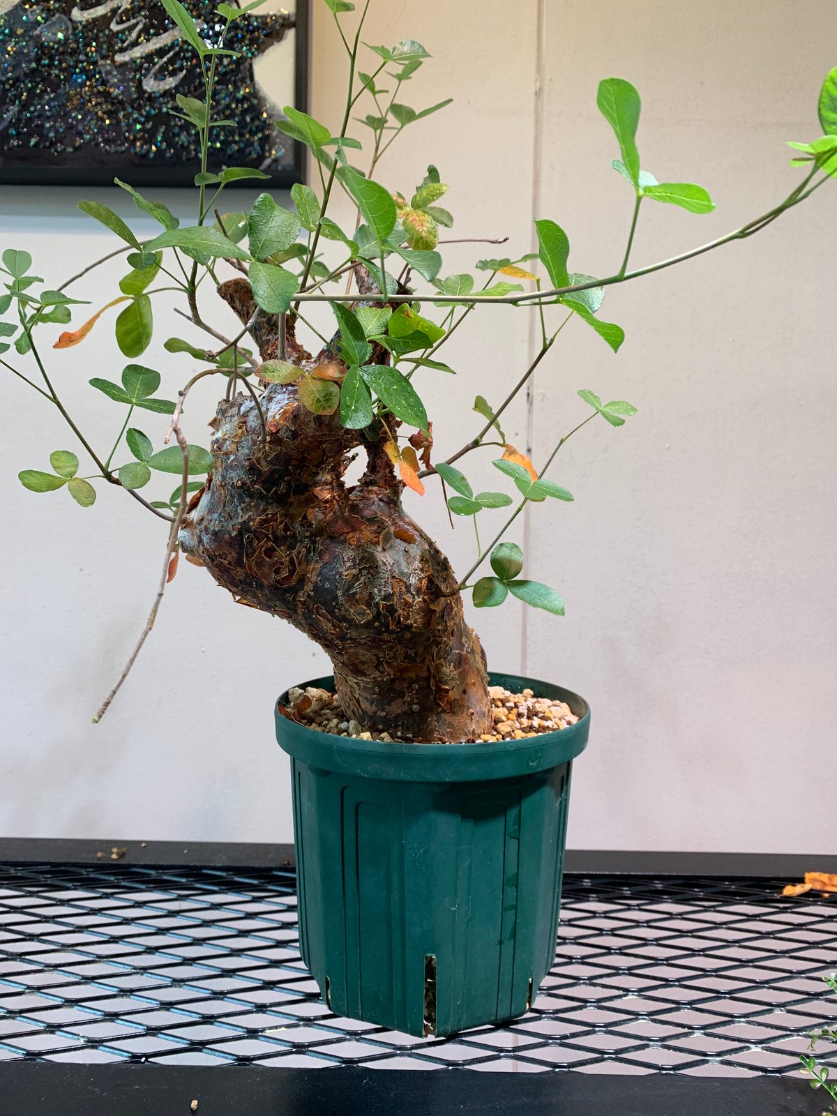 コミフォラ・オルビクラリス | R_Plants.ONLINE