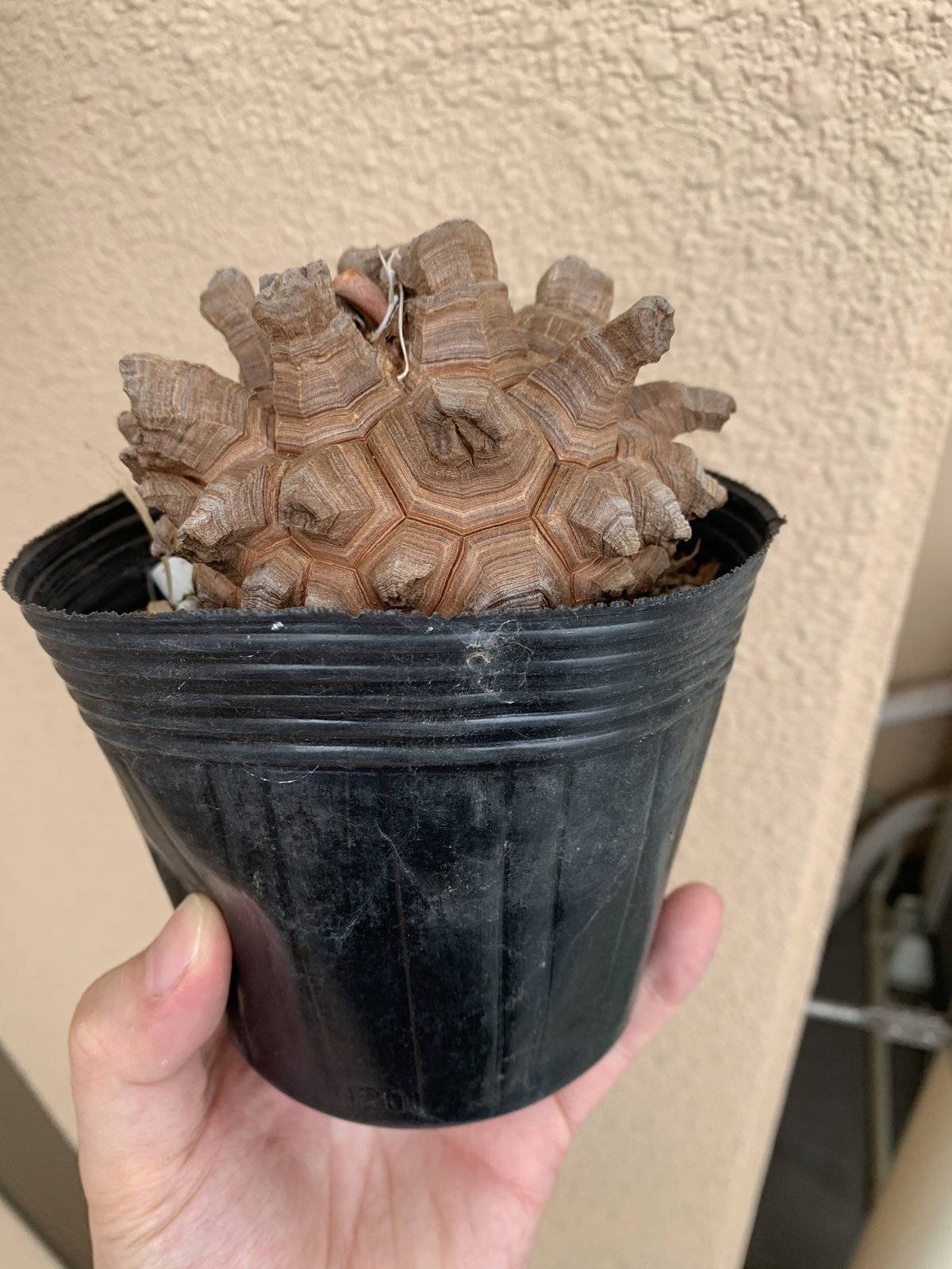 亀甲竜 | R_Plants.ONLINE