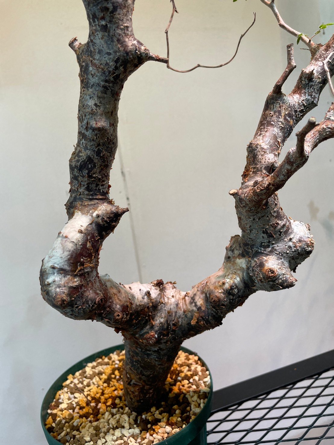 大株　コミフォラ　モンストローサ　美株 Commiphora monstruosa コミフォラ モンストローサ 発根済現地株