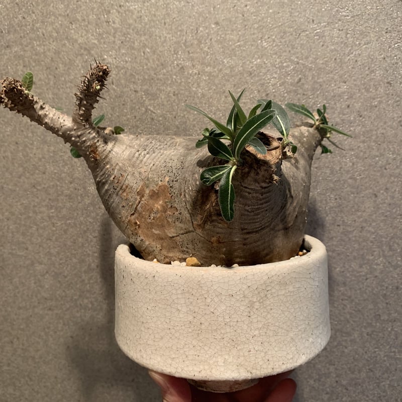 パキポディウム カクチペス(鉢付き) | R_Plants.ONLINE