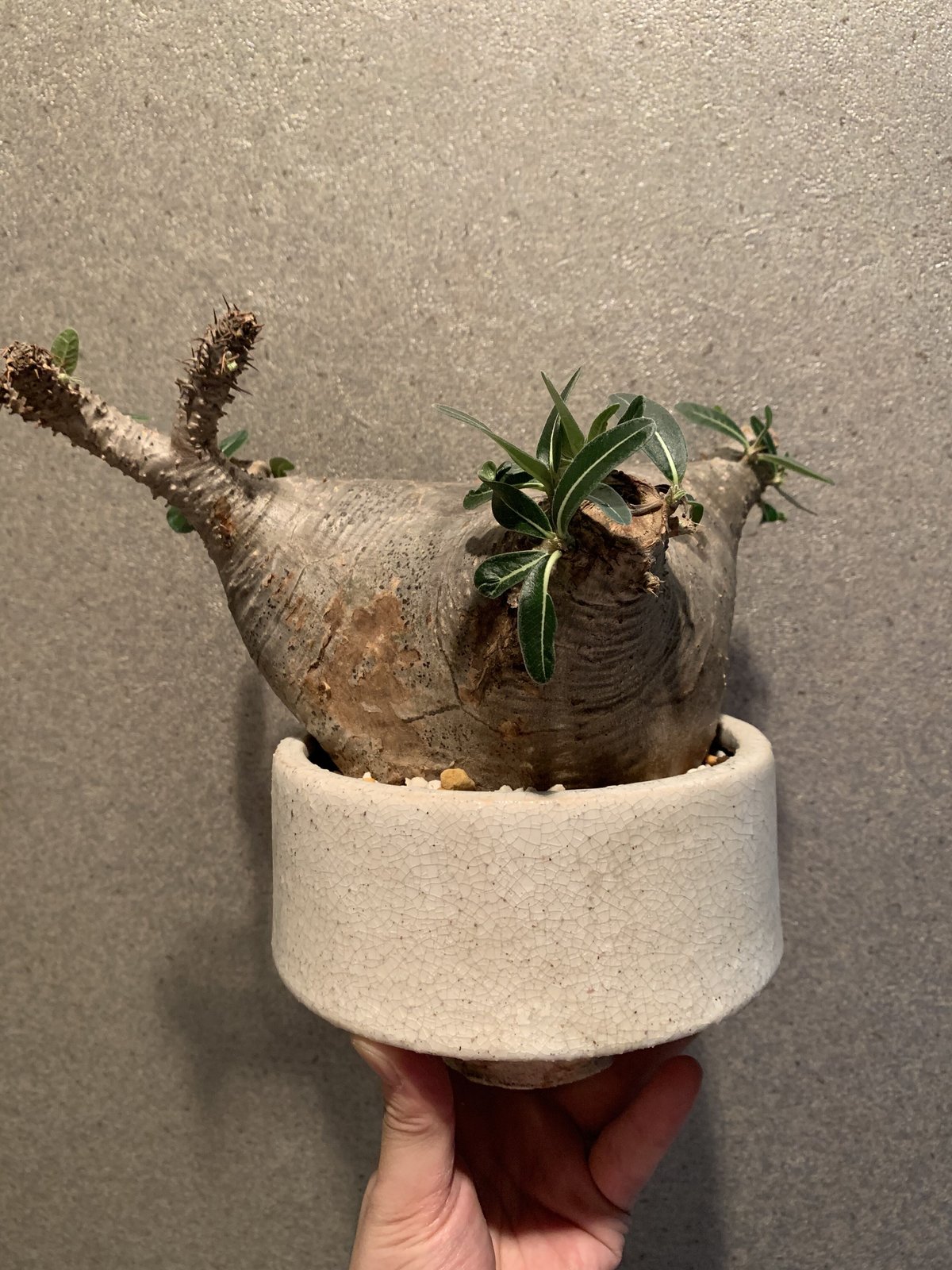 パキポディウム カクチペス(鉢付き) | R_Plants.ONLINE