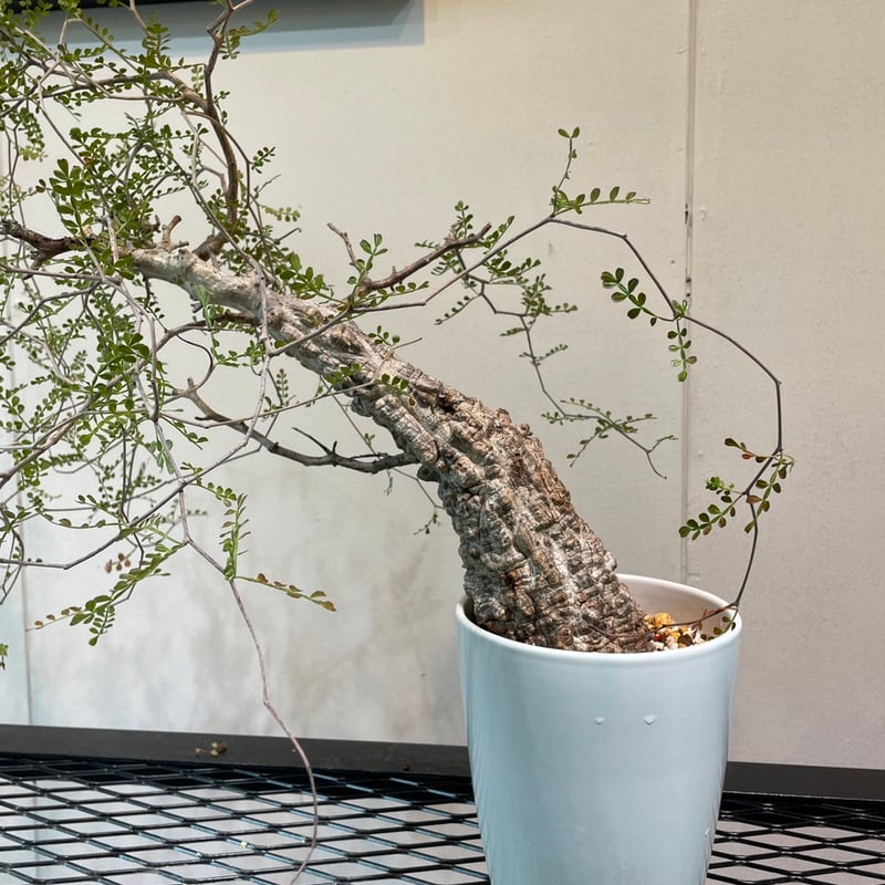 オペルクリカリア・パキプス 大特価株 | R_Plants.ONLINE