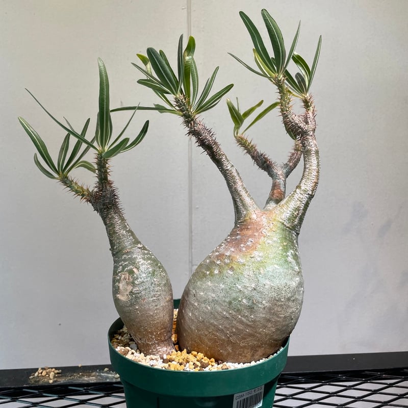 塊根植物 パキポディウムグラキリウス　四頭 塊根植物 パキポディウムグラキリウス 四頭