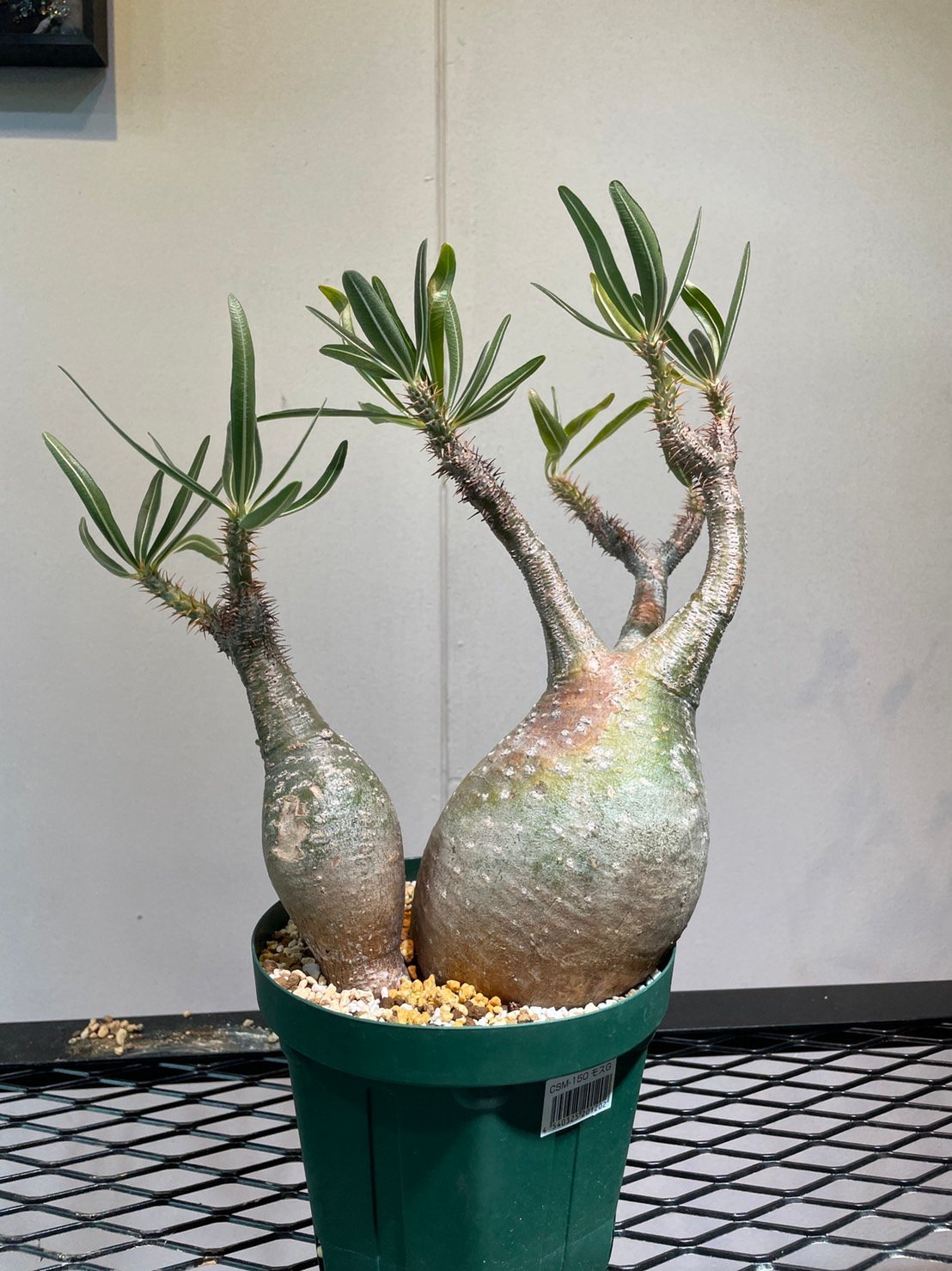 パキポディウム グラキリス 多頭株 | R_Plants.ONLINE