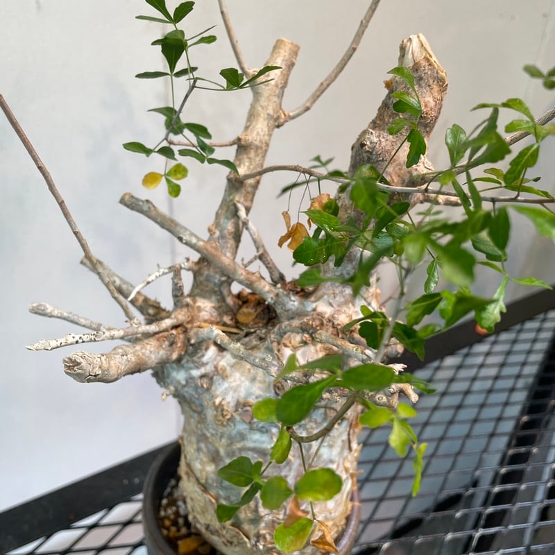 コミフォラ・フンベルティ | R_Plants.ONLINE