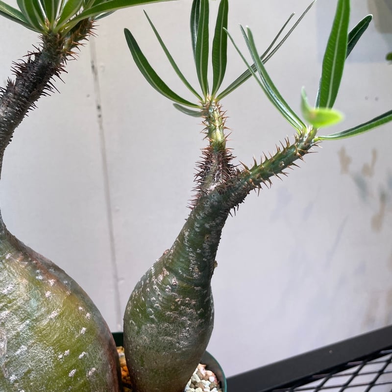 パキポディウム グラキリス 多頭株 | R_Plants.ONLINE