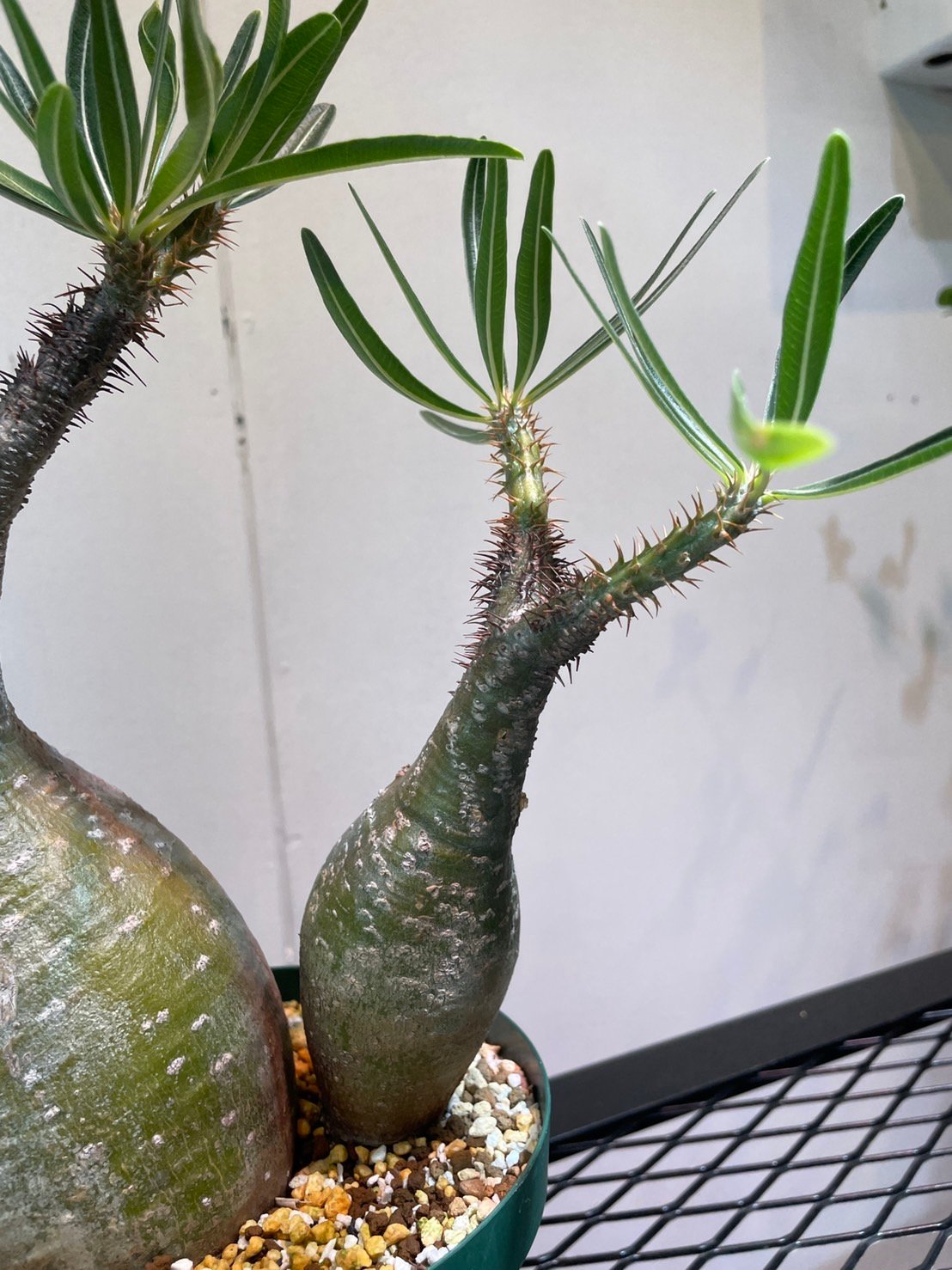 パキポディウム グラキリス 多頭株 | R_Plants.ONLINE