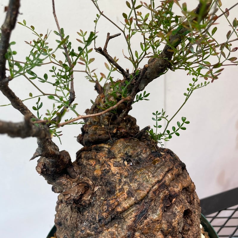 オペルクリカリア・パキプス | R_Plants.ONLINE