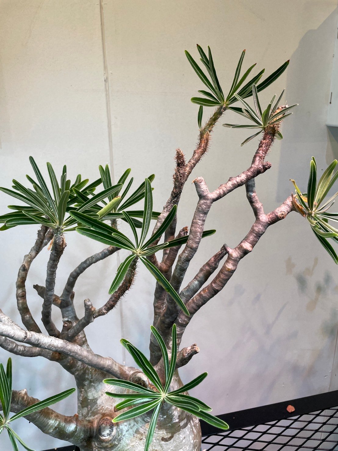 パキポディウム グラキリス 大株 | R_Plants.ONLINE