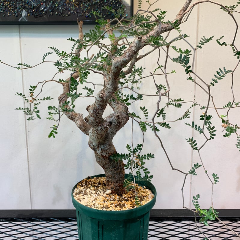 大株　コミフォラ　モンストローサ　美株 大株 コミフォラ モンストローサ 美株 特大 大株 灌木系 塊根植物