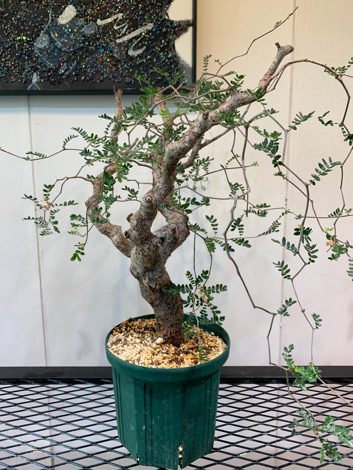 コミフォラ・モンストローサ | R_Plants.ONLINE