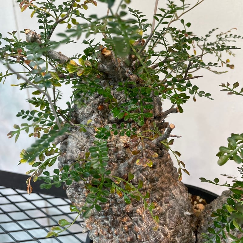 オペルクリカリア・パキプス 多頭株 | R_Plants.ONLINE オペルクリカリア・パキプス 多頭株 | R_Plants.ONLINE