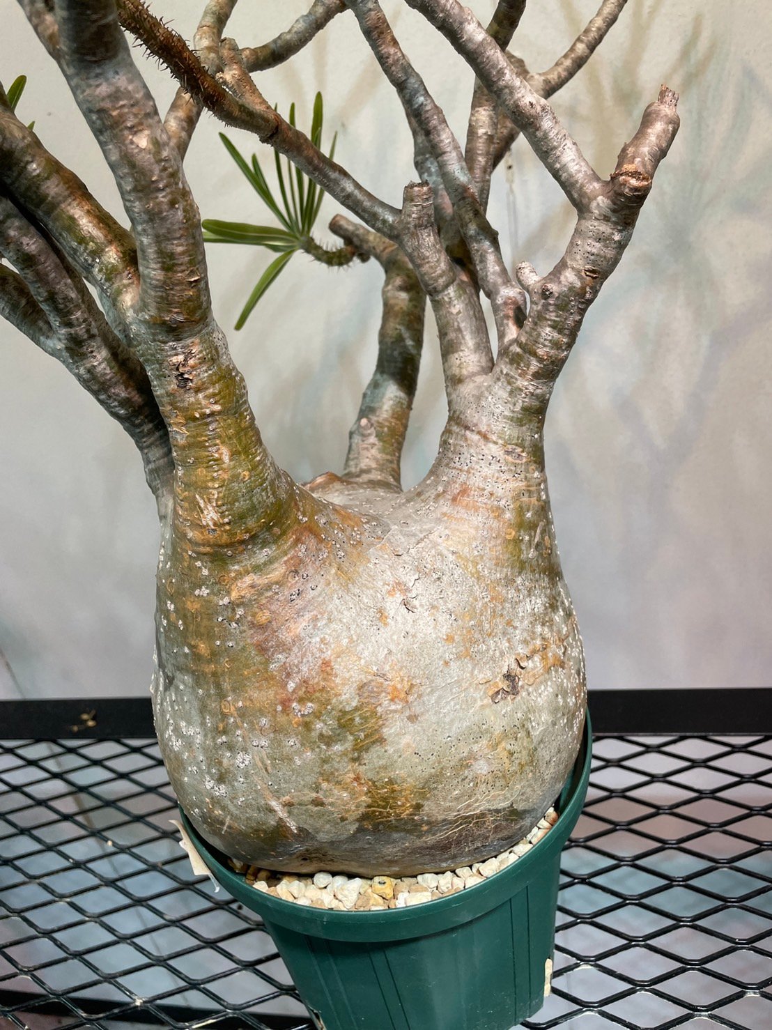 大株』グラキリス 幅25cm カタチ製作所 mederu さみしく pot 大株』グラキリス 幅25cm カタチ製作所 mederu さみしく pot