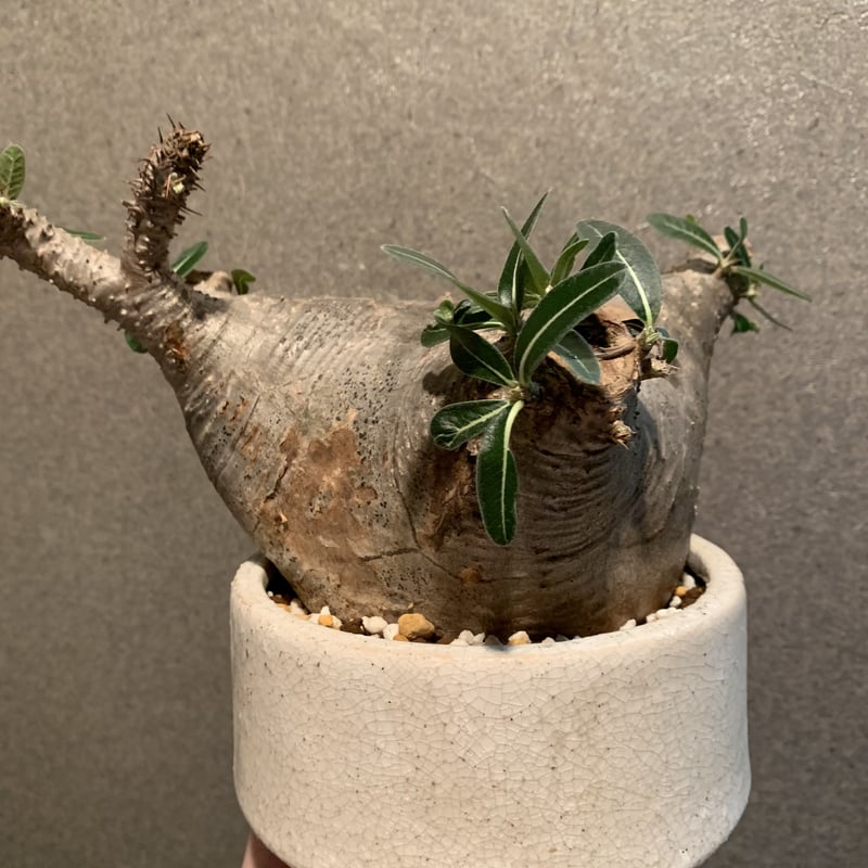 パキポディウム カクチペス(鉢付き) | R_Plants.ONLINE