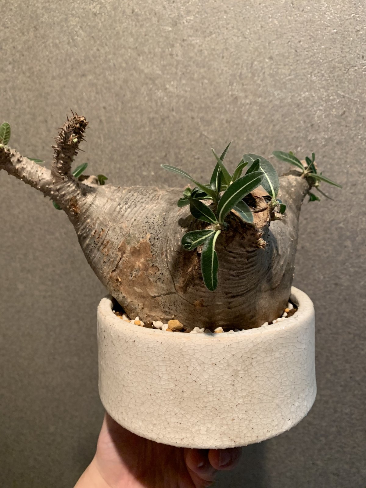 パキポディウム カクチペス(鉢付き) | R_Plants.ONLINE